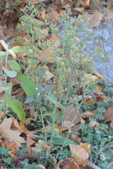 Erigeron sumatrensis