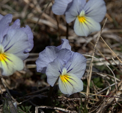 Viola eugeniae