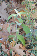 Buddleja davidii
