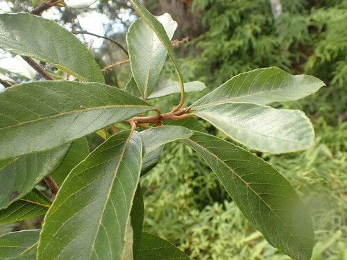 Clethra scabra (Clethra scabra)