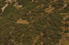 Cervus elaphus elaphus