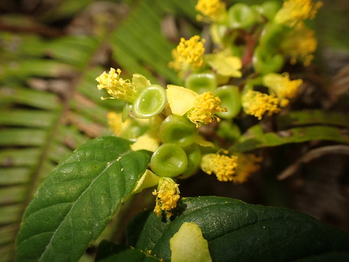 Davilla rugosa (Davilla rugosa)