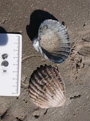 Acanthocardia echinata