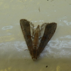 Hypena baltimoralis