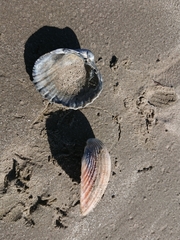 Acanthocardia echinata