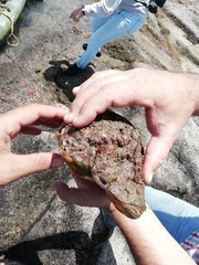 Titanostrombus galeatus