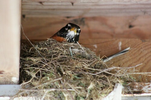 American Robin photographed in Virginia