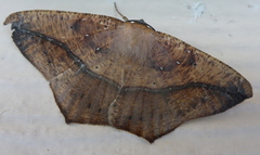 Prochoerodes lineola image