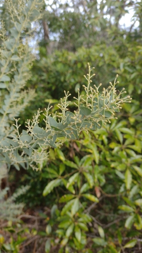 Image of Acacia cultriformis by no rights reserved