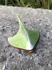 Actias gnoma