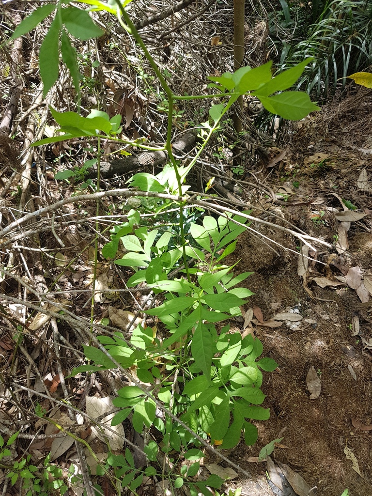 Brazilian Nightshade in March 2018 by PeterCopping · iNaturalist