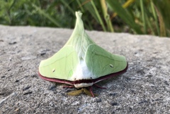 Actias gnoma