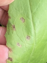 Microdochium panattonianum