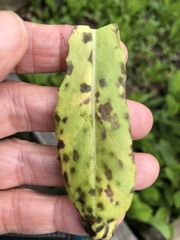 Microdochium panattonianum