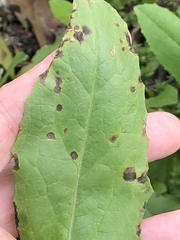 Microdochium panattonianum