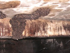 Myotis velifer