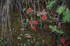 Castilleja salaisolaveae