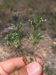 Spermolepis lateriflora