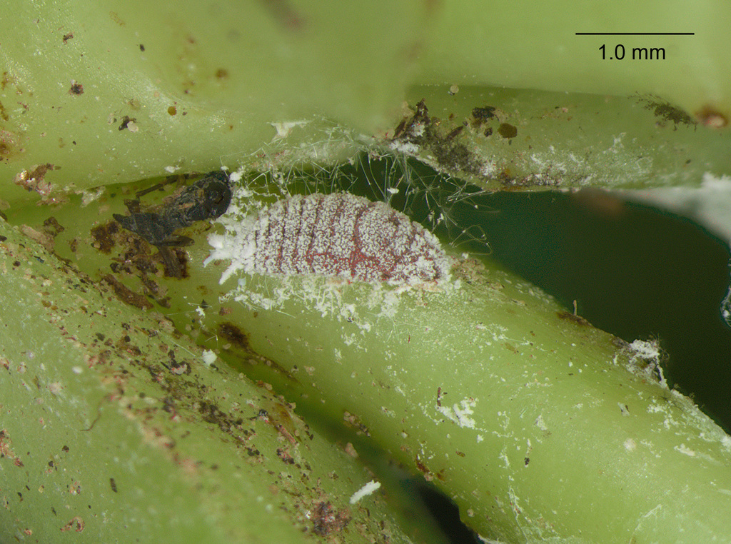 Vryburgia trionymoides