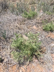 Spermolepis lateriflora