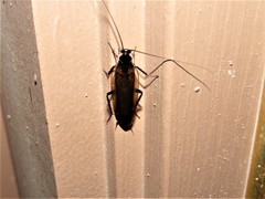 Parcoblatta pennsylvanica