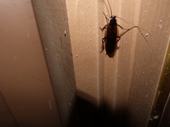 Parcoblatta pennsylvanica