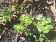 Chrysosplenium kamtschaticum