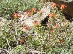 Castilleja applegatei