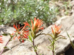 Castilleja applegatei