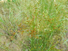 Juncus diffusissimus