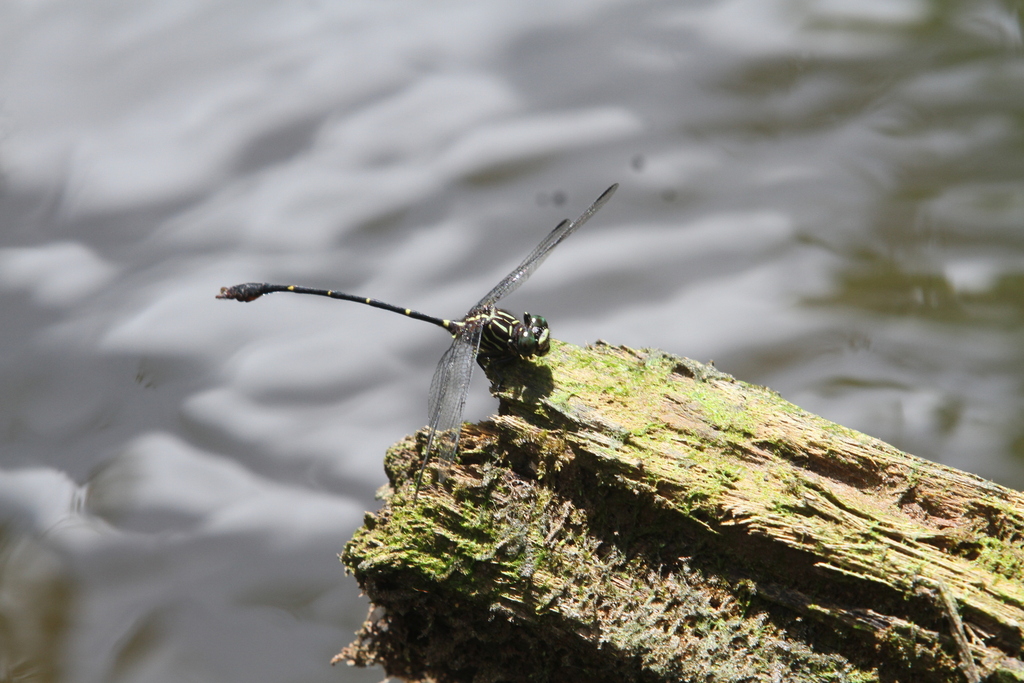 Phyllogomphoides undulatus