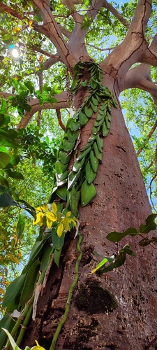 Image of Vanilla pompona by no rights reserved