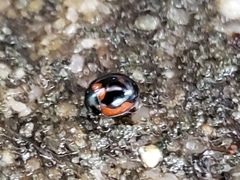 Exochomus marginipennis