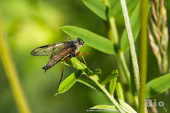 Rhagio vitripennis