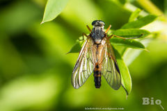 Rhagio vitripennis