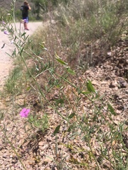 Vicia ludoviciana