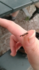 Pseudomyrmex gracilis