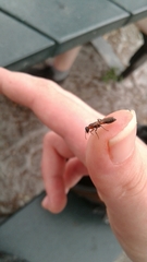 Pseudomyrmex gracilis