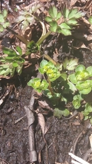 Chrysosplenium kamtschaticum