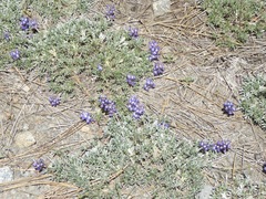 Lupinus breweri