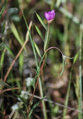 Clarkia gracilis gracilis