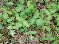 Desmodium tweedyi