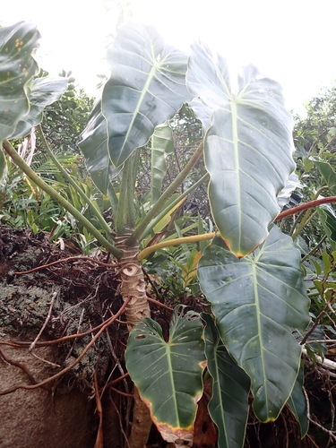 Foto de Filodendro Brasil