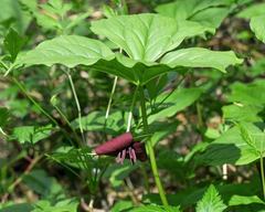 Trillium vaseyi
