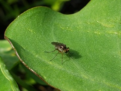 Dolichopodinae