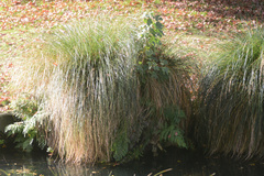 Acer pseudoplatanus