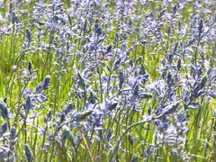 Camassia quamash