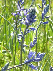 Camassia quamash