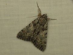 Catocala verrilliana