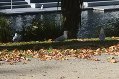 Chroicocephalus novaehollandiae scopulinus